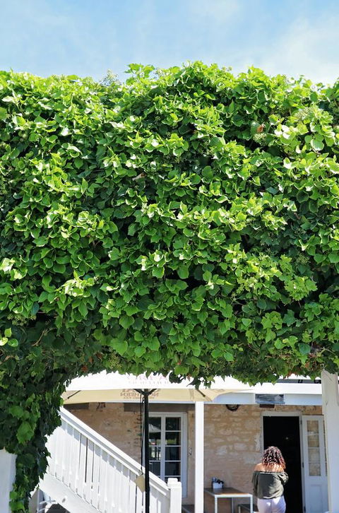 Caledonian Inn - Accommodation Port Hedland 21