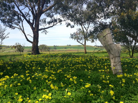 Clare Valley Cabins - Accommodation Port Hedland 14