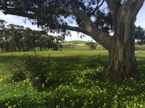 Clare Valley Cabins - Accommodation Port Hedland 1