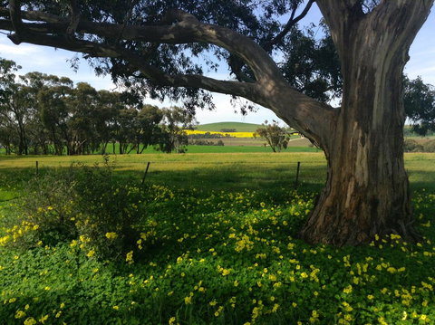 Clare Valley Cabins - Accommodation Port Hedland 21
