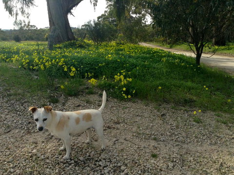 Clare Valley Cabins - Accommodation Port Hedland 12