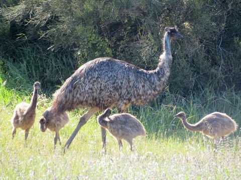 Edge Of Innes - Accommodation Port Hedland 13