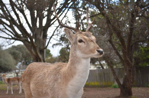 Deer Park Motor Inn Armidale - Accommodation Port Hedland 22