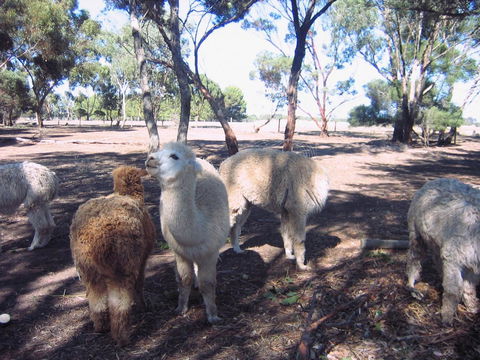 Linger Longer Vineyard - Accommodation Port Hedland 20