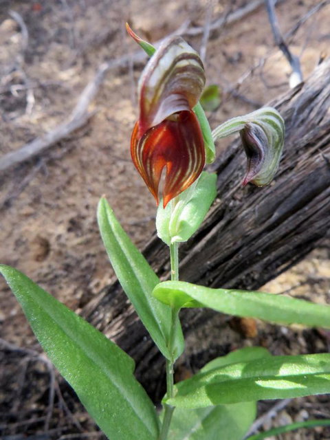 Kanga Cottage - Accommodation Port Hedland 28