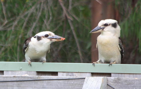 Riverview Tourist Park - Accommodation Port Hedland 27