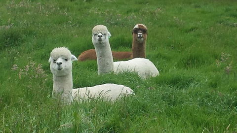 Glenelg On King Bed & Breakfast - Accommodation Port Hedland 5