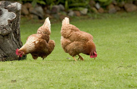 Peppermint Brook Cottages - Accommodation Port Hedland 10