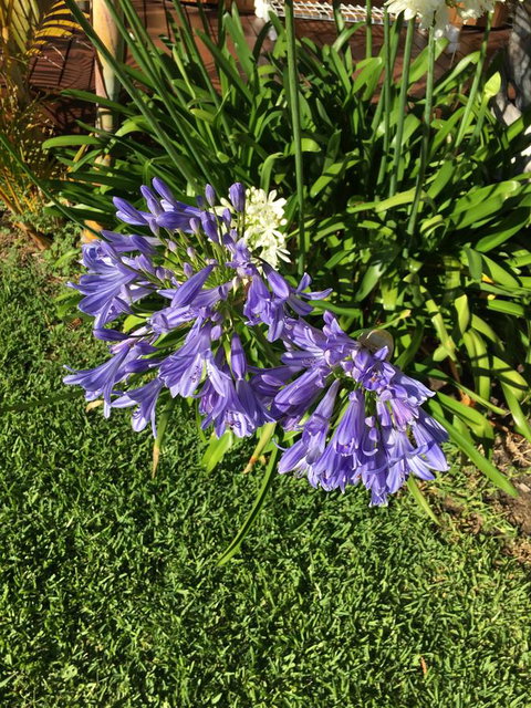 Bella Bali Gardens - Accommodation Port Hedland 21