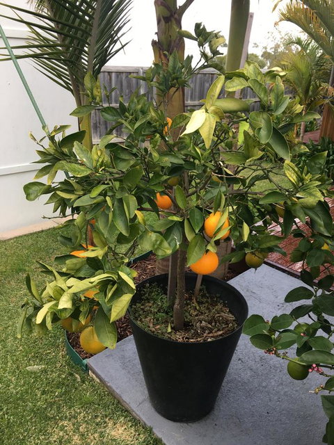Bella Bali Gardens - Accommodation Port Hedland 24