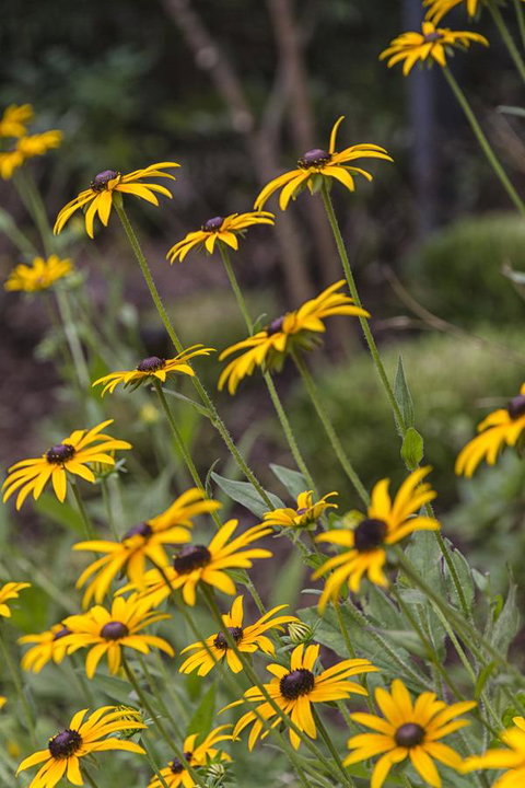 Nesuto Leura Gardens (formerly Waldorf Leura Gardens Resort) - Accommodation Port Hedland 15
