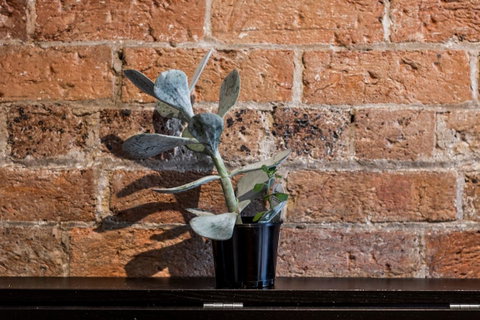 Chippendale Â· Quaint 1880â€™s Sydney Chippendale Terrace House - Accommodation Port Hedland 9