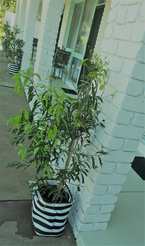 Mulwala Resort - Accommodation Port Hedland 16