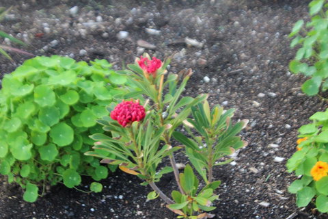Red Waratah - Accommodation Port Hedland 12