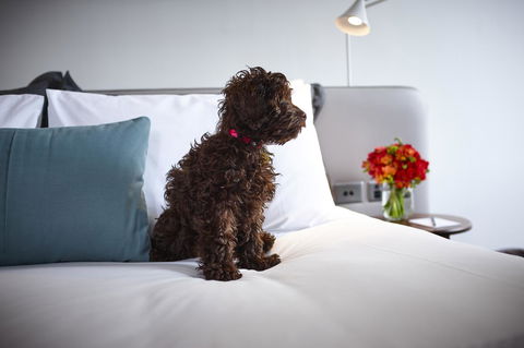 Hotel Indigo Sydney Potts Point, An IHG Hotel - Accommodation Port Hedland 28