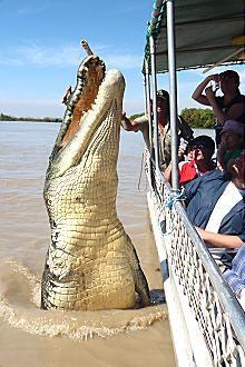 Kakadu @ The Kube (Darwin City) - Accommodation Port Hedland 3