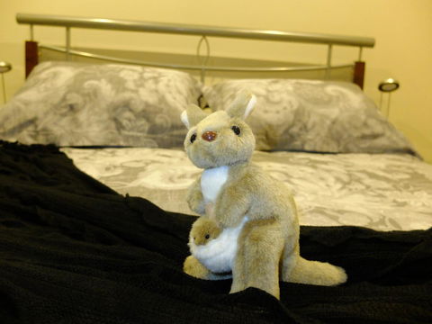 Rock Wallaby - Accommodation Port Hedland 17