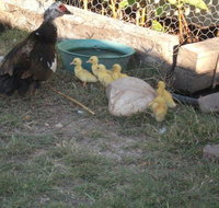 Corella Creek Country Farm Stay - Accommodation Port Hedland