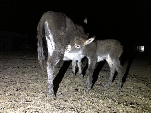 Donkey Tales Farm Cottages - Accommodation Port Hedland 0