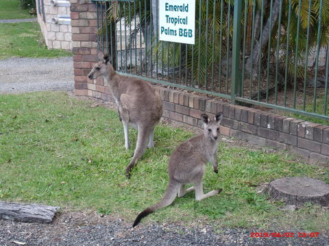 Emerald Tropical Palms B & B - Accommodation Port Hedland 1