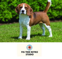 Fig Tree Retro Studio - Accommodation Port Hedland