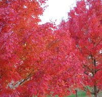 HEALESVILLE GETAWAY - Accommodation Port Hedland