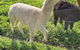 Kerriley Park FarmStay - thumb 1