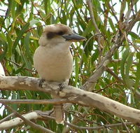kookaburra nest - Accommodation Port Hedland