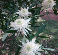 Lyrebird Gully Retreat - Accommodation Port Hedland