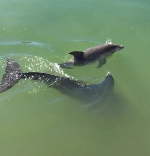 Mandurah Dolphin Escape - Accommodation Port Hedland 3