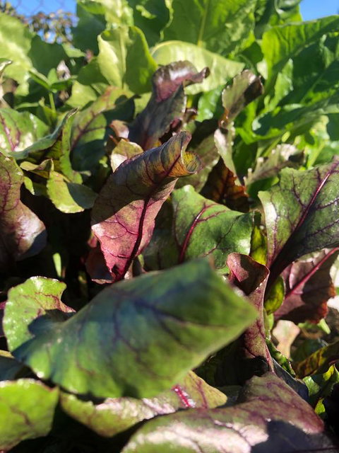 Moodemere Lake House - Accommodation Port Hedland 3