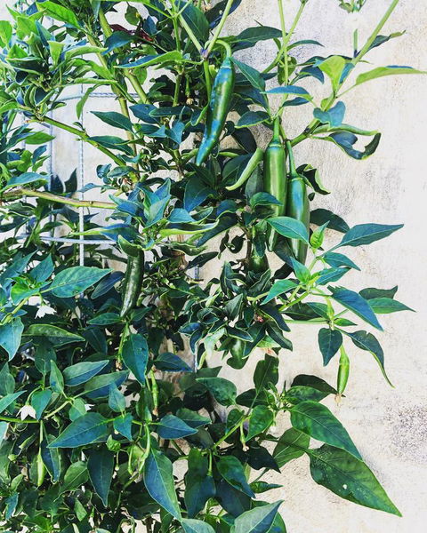 BeachHideaway@Scarborough - Accommodation Port Hedland 9