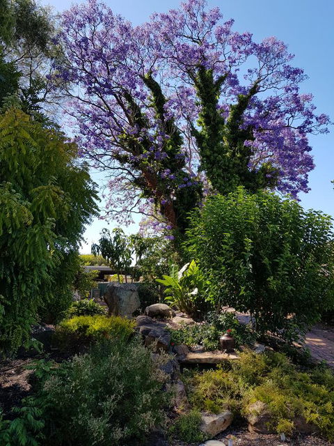 Jacaranda Hideaway Bed & Breakfast - Accommodation Port Hedland 10