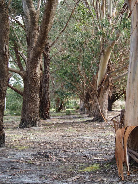 Riverside Retreat Chalets, Walpole - Accommodation Port Hedland 16