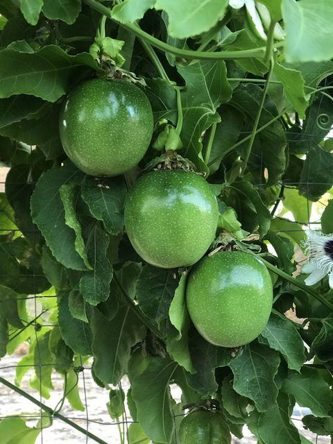 Cockburn Retreat Home æŸæ–¯æ‚ é–’æ°‘å®¿ - Accommodation Port Hedland 23