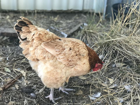 Cockburn Retreat Home æŸæ–¯æ‚ é–’æ°‘å®¿ - Accommodation Port Hedland 30
