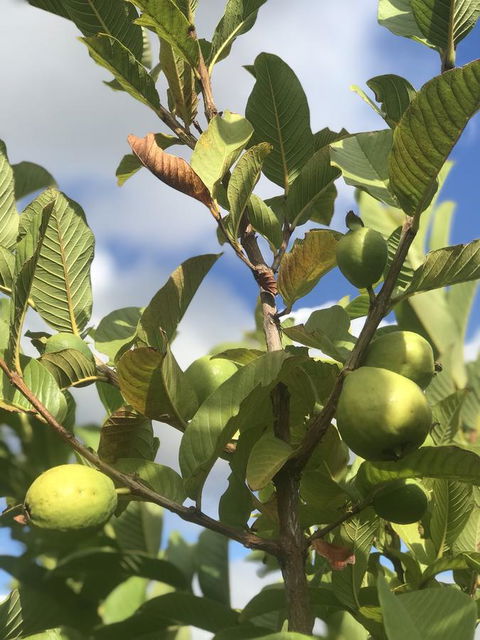 Cockburn Retreat Home æŸæ–¯æ‚ é–’æ°‘å®¿ - Accommodation Port Hedland 22