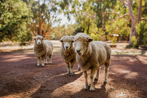 Margaret River Holiday Cottages - Accommodation Port Hedland 15