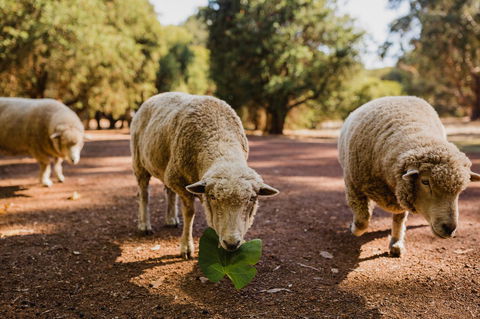 Margaret River Holiday Cottages - Accommodation Port Hedland 26