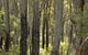 Margarets Forest - thumb 36