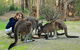 Yelverton Brook Conservation Sanctuary - thumb 5