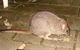 Yelverton Brook Conservation Sanctuary - thumb 37