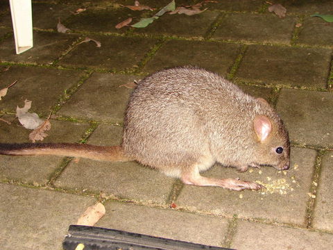 Yelverton Brook Conservation Sanctuary - Accommodation Port Hedland 37