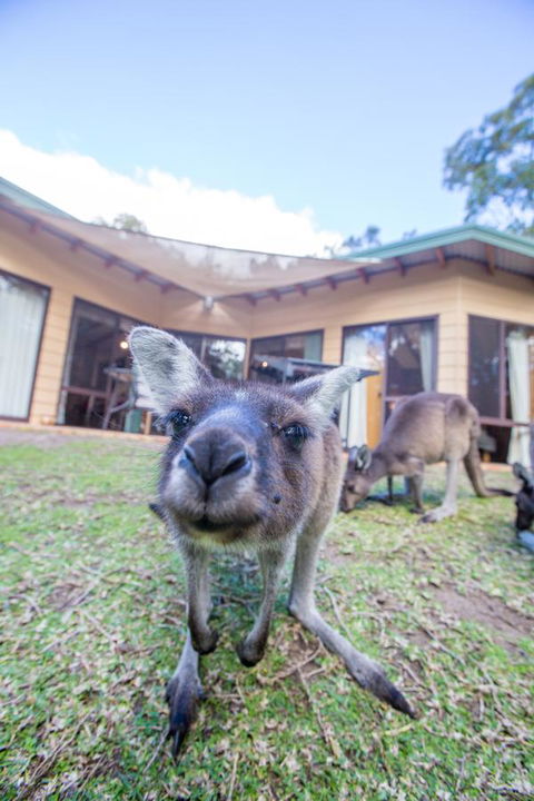Yelverton Brook Conservation Sanctuary - Accommodation Port Hedland 17