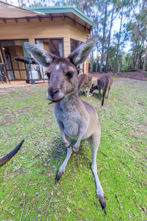 Yelverton Brook Conservation Sanctuary - Accommodation Port Hedland 0