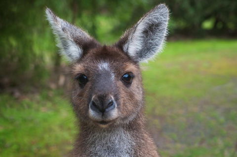 Yelverton Brook Conservation Sanctuary - Accommodation Port Hedland 25