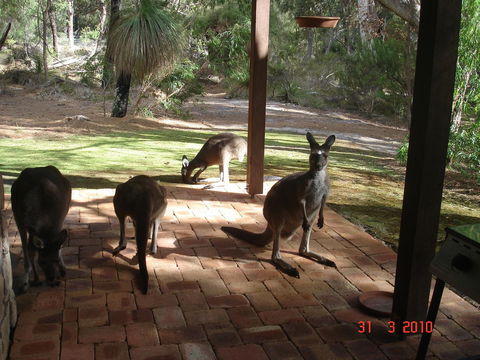 Yelverton Brook Conservation Sanctuary - Accommodation Port Hedland 22