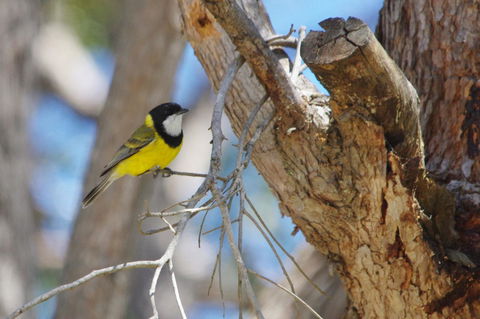 Yelverton Brook Conservation Sanctuary - Accommodation Port Hedland 35