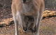 Yelverton Brook Conservation Sanctuary - thumb 27