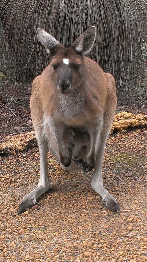 Yelverton Brook Conservation Sanctuary - Accommodation Port Hedland 27